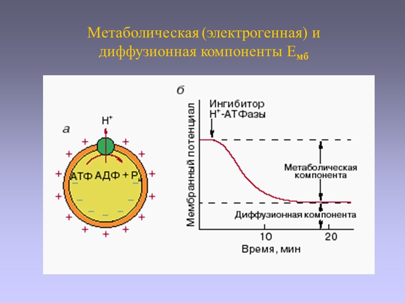 Метаболическая (электрогенная) и диффузионная компоненты Емб